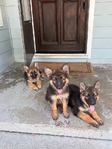 German SHepherd Puppies