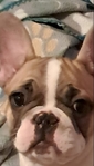 French Bulldog Puppies & French Bulldog Adult