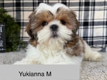 Shih Tzu's and Maltese $100 @ up