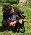 Schnauzers All sizes $1600 and up.