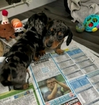 Miniature Dachshund puppies for adoption