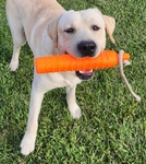 Yellow AKC labrador pups coming soon