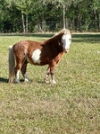 Mini horse 1 year old stud