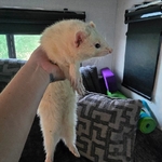 Rehoming 5 Ferrets - 4 Males 1 Female, Bonded Group
