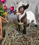 Nigerian Bottle Baby Goats
