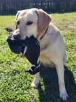 Yellow AKC labrador pups coming soon