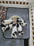For Sale Parti Yorkies