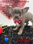 Breathtaking Male AKC Applehead Chihuahua