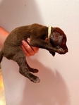Lab/GSP mix! 7 weeks old vaccinated and wormed puppies!