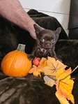 Long-haired Teacup Chihuahua Puppies