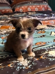 Chihuahua Shih tzu