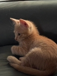 Free male kitten