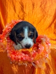 Beagle puppies AKC