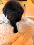 Labradoodles!