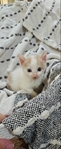 Free Kittens