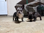 French Bulldogs $2500 each