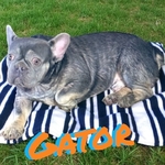 French Bulldogs for sale CHEAP