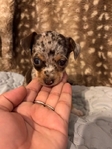 Beautiful Merle Chihuahua Puppies