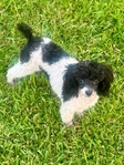 Registered Toy Poodle, potty trained, all shots!