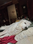 2 Male Great Pyrenese