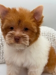 Extra Fluffy AKC Male Chihuahuas