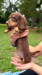 Beautiful Mini Dachshund Puppies