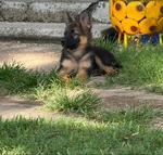 German SHepherd Puppies
