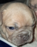 French Bulldog Puppies