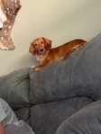 AKC Longhaired Dachshunds - Ready Now