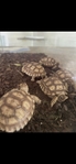 Sulcata Tortoises- Babies