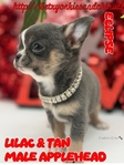 AKC Valentine Applehead Chihuahuas