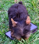 AKC Tiny Yorkie Puppies