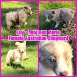 Curry’s Australian Shepherds 
ASDR Mini Australian Shepherds
