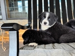 Border Aussie puppies