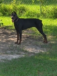 Registered Blue female doberman!