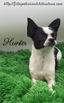 AKC Registered Male Applehead Chihuahuas