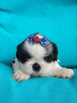 Shih tzu puppies ready to go