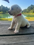 English Bred Yellow Labrador Puppies Available