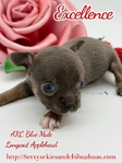 AKC Valentine Applehead Chihuahuas
