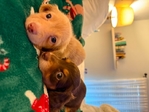 Christmas Weenies!! AKC Mini Dachshund pups