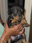 Doberman puppies
