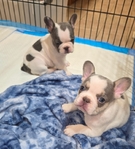 AKC French Bulldog Puppies