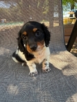 Miniature dachshunds