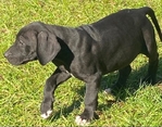 Great Dane