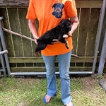 AKC German Rottweiler Puppies