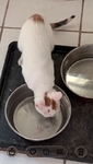 Girl Kitten Friendly Affectionate Purrs