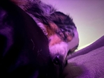 2 year ago old mini Australian shepherd