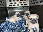 Pug Puppies