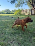 Purebred Smooth Coat Red Chow Chow