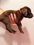 Lab/GSP mix! 7 weeks old vaccinated and wormed puppies!